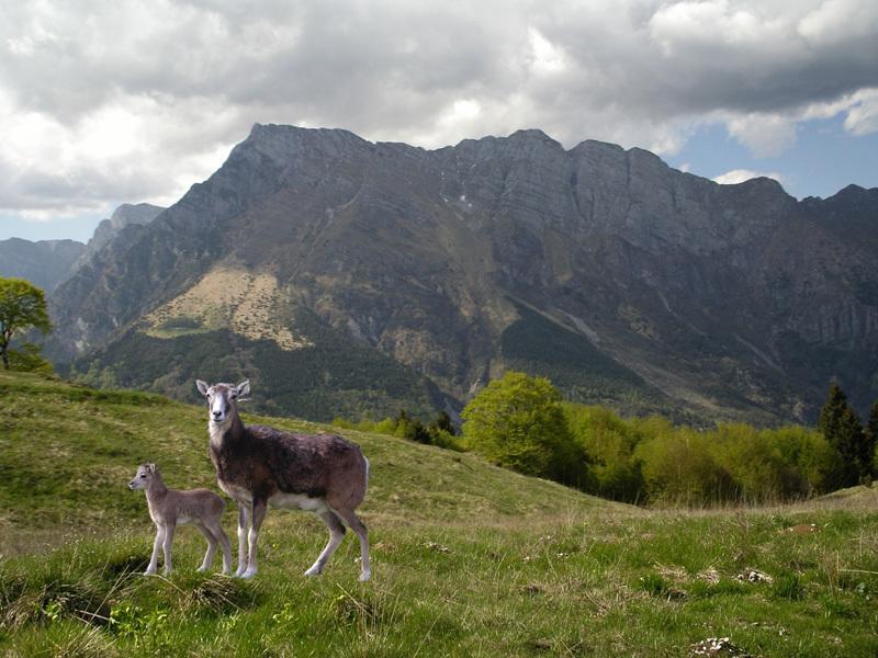 Affittacamere Nonna Leni Frisanco Exteriér fotografie
